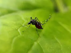 Комар Aedes aegypti върху лист