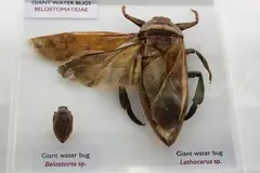 Музеен екземпляр от водни дървеници Belostomatidae