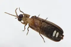 Светулка Phausis reticulata отдолу, със светлинния орган
