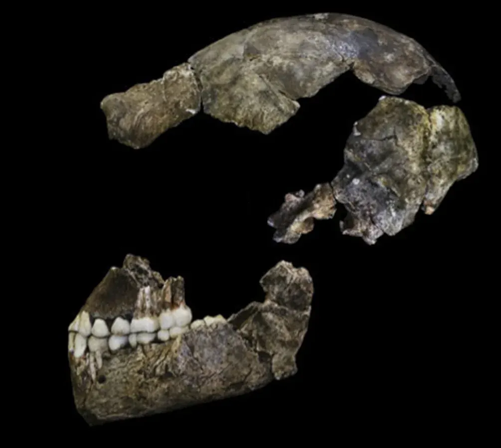 Реконструиран череп на Homo naledi (холотип DH1)